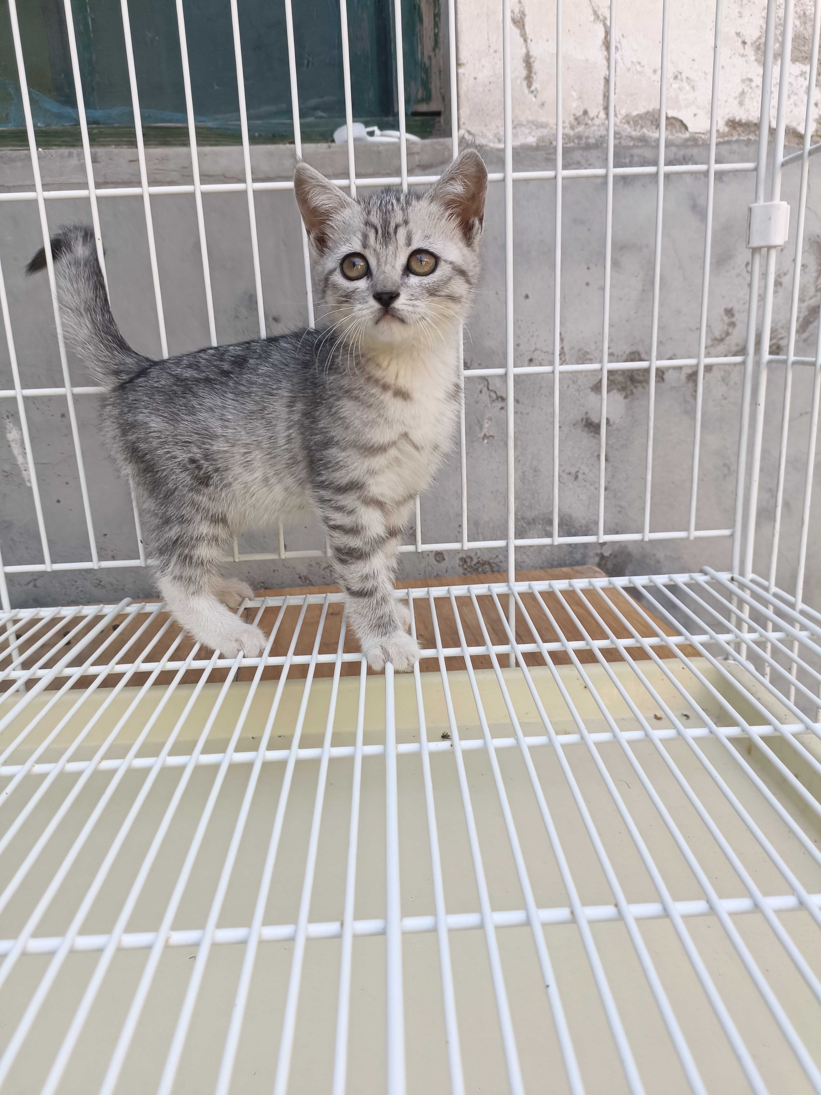 美短虎斑猫